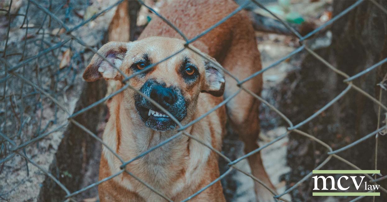 A snarling dog behind a chain link fence