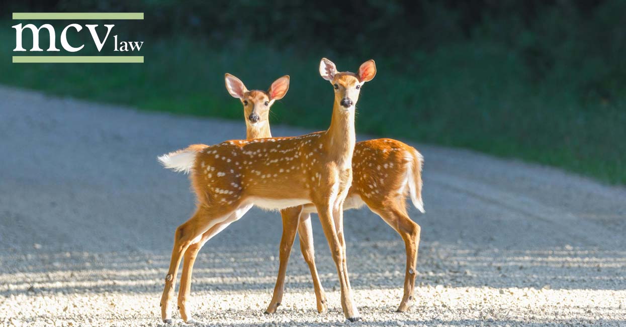 2 Deer standing in the road